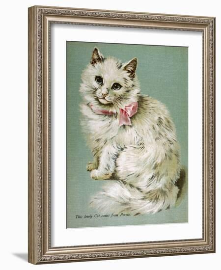 A White Persian Cat with a Pink Ribbon-null-Framed Art Print