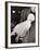 A White Poland Bantam, First Prize Winner at the Dairy Show, Olympia, London, 1963-null-Framed Photographic Print