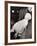 A White Poland Bantam, First Prize Winner at the Dairy Show, Olympia, London, 1963-null-Framed Photographic Print