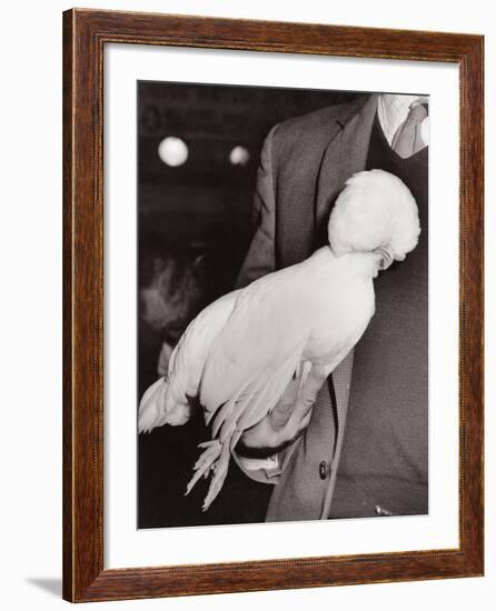 A White Poland Bantam, First Prize Winner at the Dairy Show, Olympia, London, 1963--Framed Photographic Print