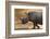 A white rhinoceros (Ceratotherium simum) walking in a cloud of dust at sunset, Botswana, Africa-Sergio Pitamitz-Framed Photographic Print