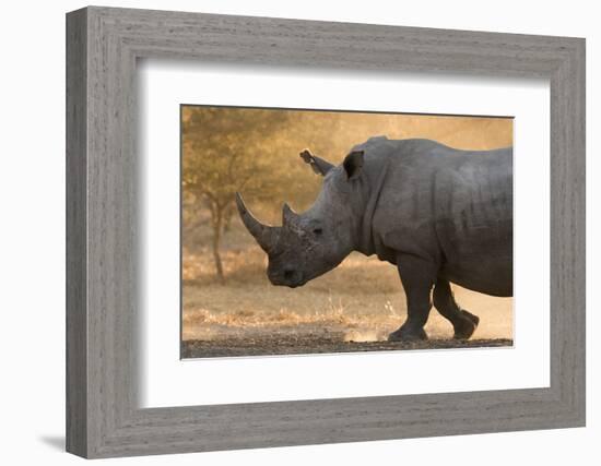 A white rhinoceros (Ceratotherium simum) walking in a cloud of dust at sunset, Botswana, Africa-Sergio Pitamitz-Framed Photographic Print