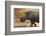 A white rhinoceros (Ceratotherium simum) walking in a cloud of dust at sunset, Botswana, Africa-Sergio Pitamitz-Framed Photographic Print