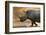 A white rhinoceros (Ceratotherium simum) walking in a cloud of dust at sunset, Botswana, Africa-Sergio Pitamitz-Framed Photographic Print