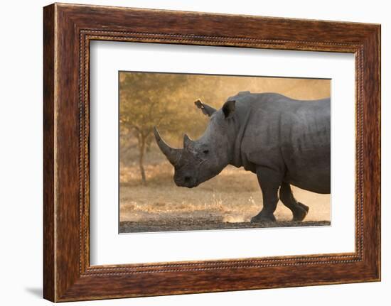 A white rhinoceros (Ceratotherium simum) walking in a cloud of dust at sunset, Botswana, Africa-Sergio Pitamitz-Framed Photographic Print