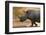 A white rhinoceros (Ceratotherium simum) walking in a cloud of dust at sunset, Botswana, Africa-Sergio Pitamitz-Framed Photographic Print