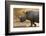 A white rhinoceros (Ceratotherium simum) walking in a cloud of dust at sunset, Botswana, Africa-Sergio Pitamitz-Framed Photographic Print