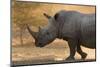 A white rhinoceros (Ceratotherium simum) walking in a cloud of dust at sunset, Botswana, Africa-Sergio Pitamitz-Mounted Photographic Print