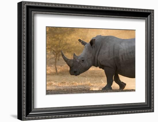 A white rhinoceros (Ceratotherium simum) walking in a cloud of dust at sunset, Botswana, Africa-Sergio Pitamitz-Framed Photographic Print