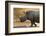 A white rhinoceros (Ceratotherium simum) walking in a cloud of dust at sunset, Botswana, Africa-Sergio Pitamitz-Framed Photographic Print