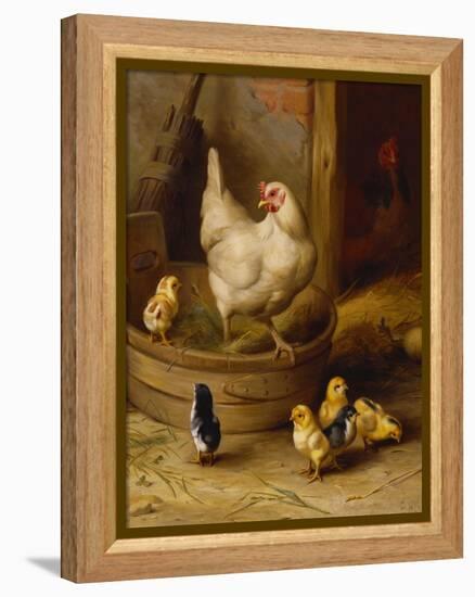 A White Sussex and a Buff Sussex with Chicks-Robert Morley-Framed Premier Image Canvas