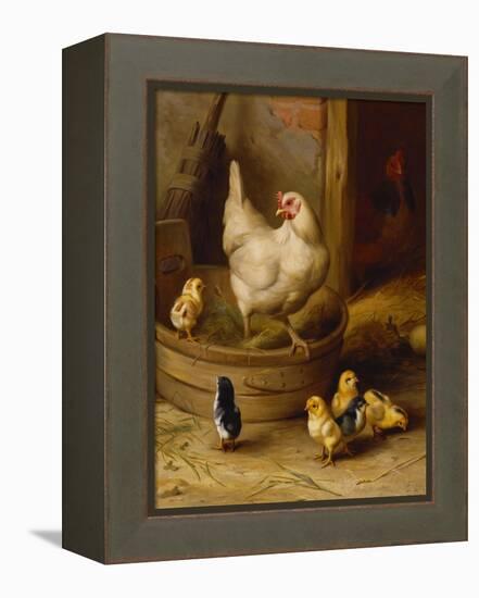 A White Sussex and a Buff Sussex with Chicks-Robert Morley-Framed Premier Image Canvas