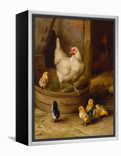 A White Sussex and a Buff Sussex with Chicks-Robert Morley-Framed Premier Image Canvas