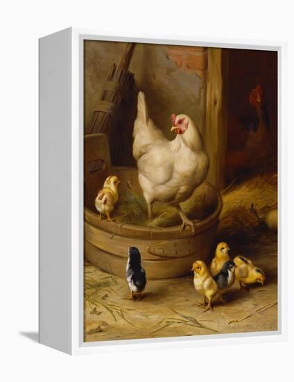 A White Sussex and a Buff Sussex with Chicks-Robert Morley-Framed Premier Image Canvas