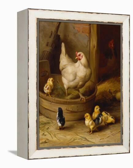 A White Sussex and a Buff Sussex with Chicks-Robert Morley-Framed Premier Image Canvas