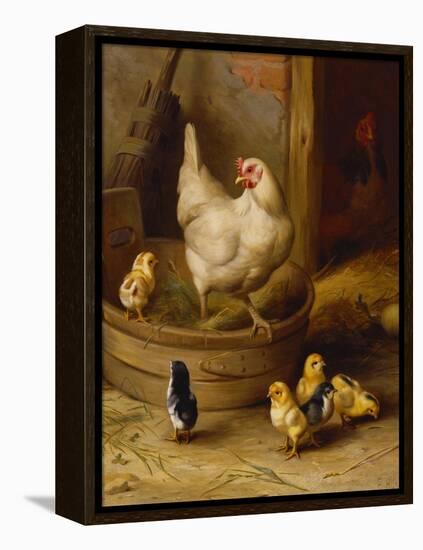 A White Sussex and a Buff Sussex with Chicks-Robert Morley-Framed Premier Image Canvas