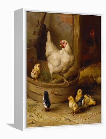 A White Sussex and a Buff Sussex with Chicks-Robert Morley-Framed Premier Image Canvas