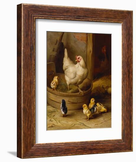 A White Sussex and a Buff Sussex with Chicks-Robert Morley-Framed Premium Giclee Print