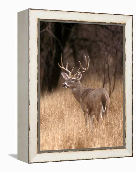 A White Tailed Deer in Choke Canyon State Park, Texas, USA-John Alves-Framed Premier Image Canvas