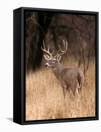 A White Tailed Deer in Choke Canyon State Park, Texas, USA-John Alves-Framed Premier Image Canvas