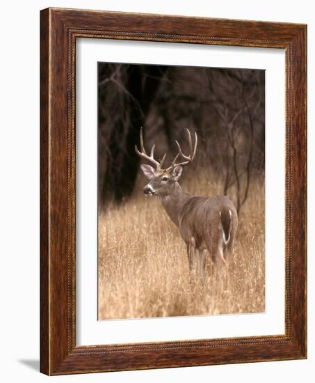 A White Tailed Deer in Choke Canyon State Park, Texas, USA-John Alves-Framed Photographic Print