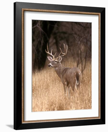 A White Tailed Deer in Choke Canyon State Park, Texas, USA-John Alves-Framed Photographic Print