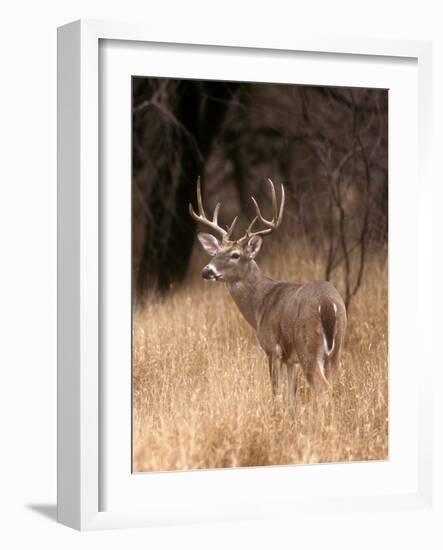 A White Tailed Deer in Choke Canyon State Park, Texas, USA-John Alves-Framed Photographic Print