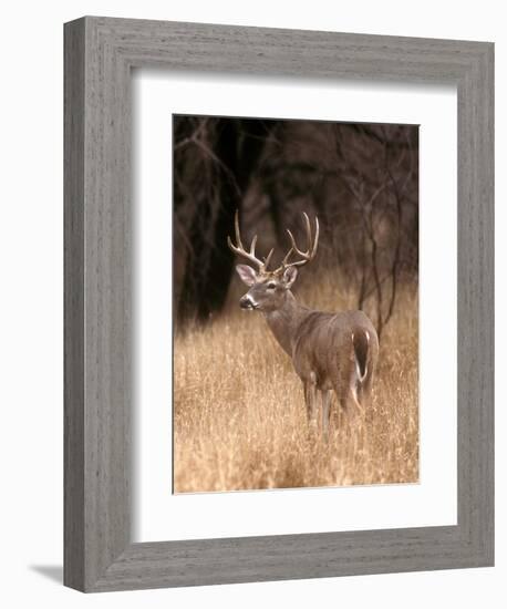 A White Tailed Deer in Choke Canyon State Park, Texas, USA-John Alves-Framed Photographic Print