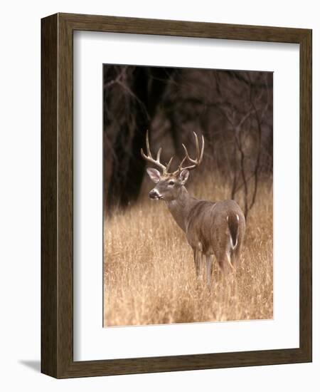 A White Tailed Deer in Choke Canyon State Park, Texas, USA-John Alves-Framed Photographic Print