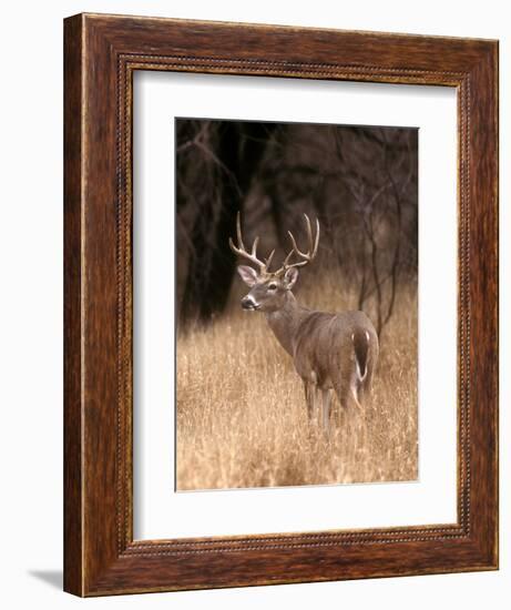 A White Tailed Deer in Choke Canyon State Park, Texas, USA-John Alves-Framed Photographic Print