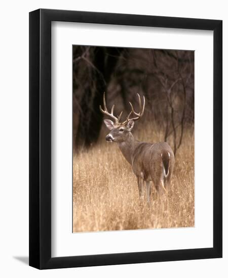 A White Tailed Deer in Choke Canyon State Park, Texas, USA-John Alves-Framed Photographic Print