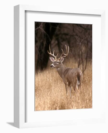 A White Tailed Deer in Choke Canyon State Park, Texas, USA-John Alves-Framed Photographic Print