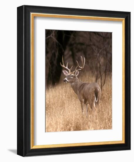 A White Tailed Deer in Choke Canyon State Park, Texas, USA-John Alves-Framed Photographic Print