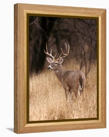 A White Tailed Deer Stays Alert to Predators in Choke Canyon State Park in Texas-John Alves-Framed Premier Image Canvas