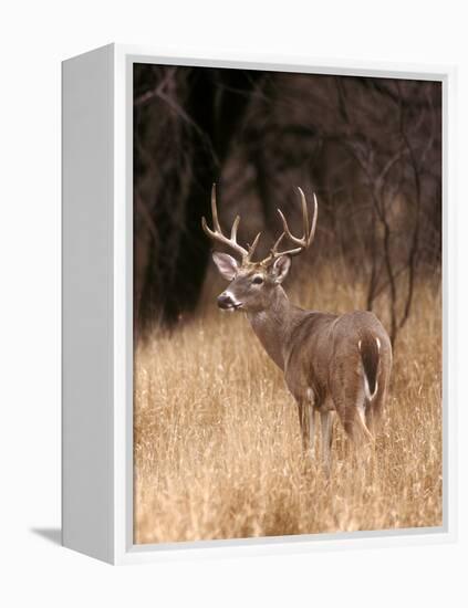 A White Tailed Deer Stays Alert to Predators in Choke Canyon State Park in Texas-John Alves-Framed Premier Image Canvas