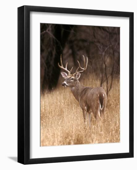 A White Tailed Deer Stays Alert to Predators in Choke Canyon State Park in Texas-John Alves-Framed Photographic Print