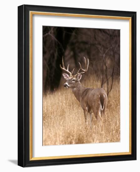 A White Tailed Deer Stays Alert to Predators in Choke Canyon State Park in Texas-John Alves-Framed Photographic Print