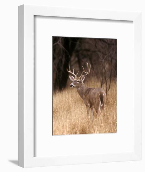 A White Tailed Deer Stays Alert to Predators in Choke Canyon State Park in Texas-John Alves-Framed Photographic Print