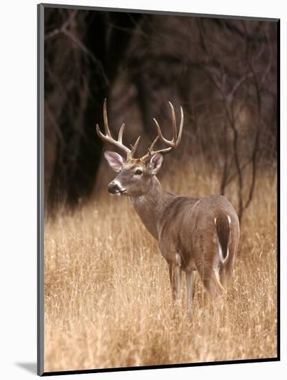 A White Tailed Deer Stays Alert to Predators in Choke Canyon State Park in Texas-John Alves-Mounted Photographic Print