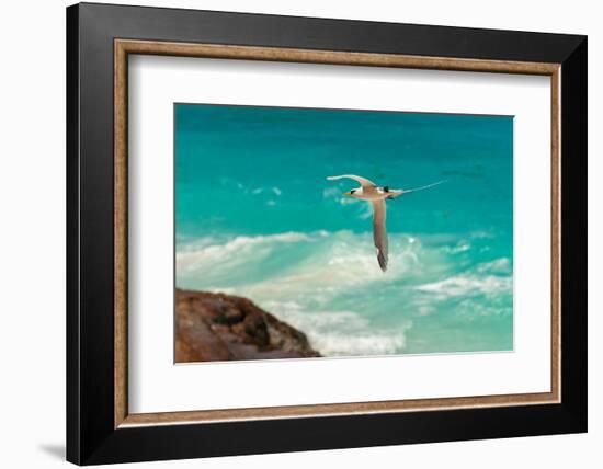 A white-tailed, or yellow-billed tropicbird in flight over clear blue water. Seychelles.-Sergio Pitamitz-Framed Photographic Print