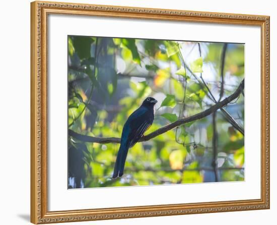 A White-Tailed Trogon on a Branch in the Atlantic Rainforest in Ubatuba, Brazil-Alex Saberi-Framed Photographic Print