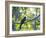 A White-Tailed Trogon on a Branch in the Atlantic Rainforest in Ubatuba, Brazil-Alex Saberi-Framed Photographic Print