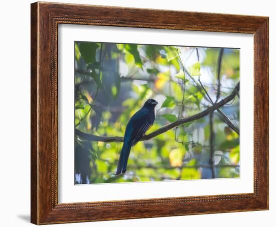 A White-Tailed Trogon on a Branch in the Atlantic Rainforest in Ubatuba, Brazil-Alex Saberi-Framed Photographic Print