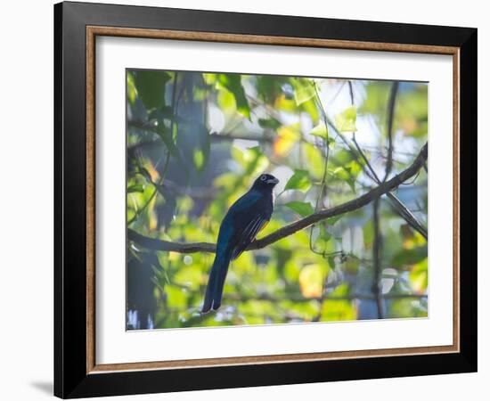 A White-Tailed Trogon on a Branch in the Atlantic Rainforest in Ubatuba, Brazil-Alex Saberi-Framed Photographic Print