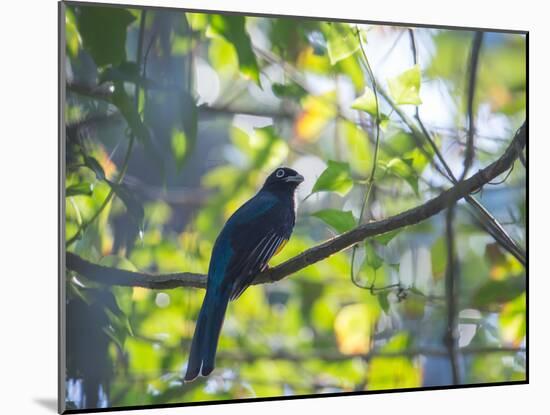 A White-Tailed Trogon on a Branch in the Atlantic Rainforest in Ubatuba, Brazil-Alex Saberi-Mounted Photographic Print