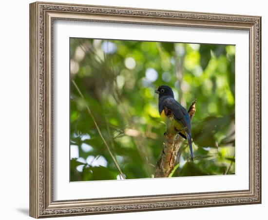 A White Tailed Trogon, Trogon Chionurus, Rests on a Branch in Ubatuba, Brazil-Alex Saberi-Framed Photographic Print