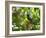 A White Tailed Trogon, Trogon Chionurus, Rests on a Branch in Ubatuba, Brazil-Alex Saberi-Framed Photographic Print