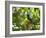 A White Tailed Trogon, Trogon Chionurus, Rests on a Branch in Ubatuba, Brazil-Alex Saberi-Framed Photographic Print