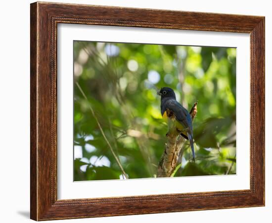 A White Tailed Trogon, Trogon Chionurus, Rests on a Branch in Ubatuba, Brazil-Alex Saberi-Framed Photographic Print