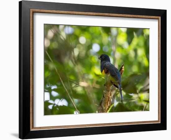 A White Tailed Trogon, Trogon Chionurus, Rests on a Branch in Ubatuba, Brazil-Alex Saberi-Framed Photographic Print